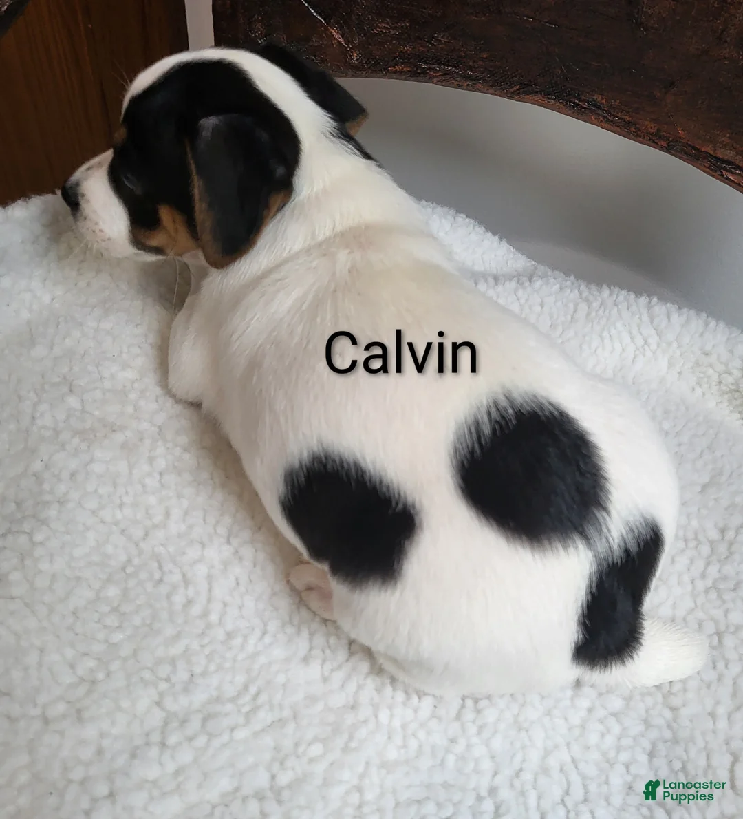 Jack Russell Terrier dogs for sale: Jack Russell Terrier 2 - Ad 2