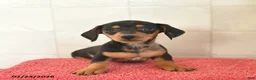 Miniature Dachshund dogs for sale: Fairy  - Ad 2