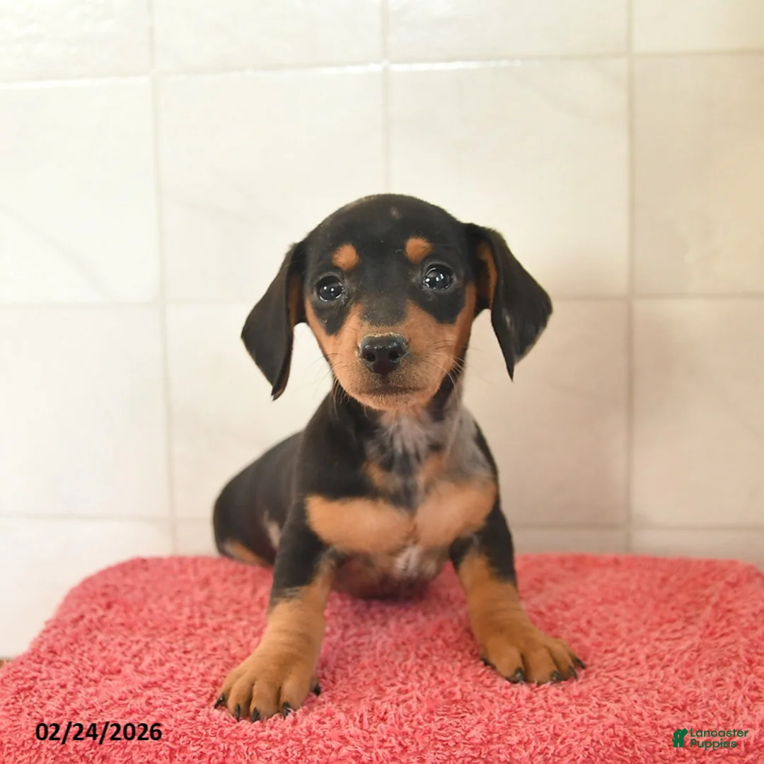 Miniature Dachshund dogs for sale: Fairy  - Ad 2