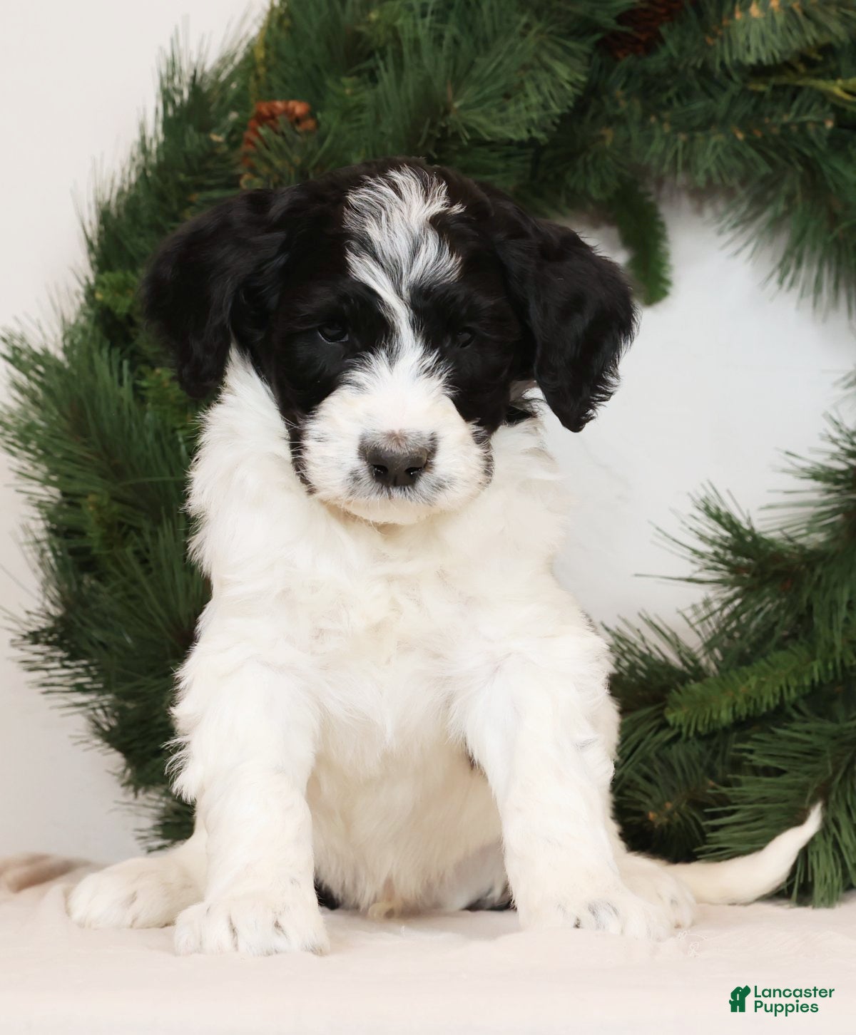 Saint Berdoodles dogs Bobby - Ad 4