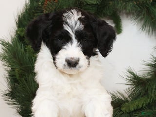 Saint Berdoodles dogs Bobby - Ad 4