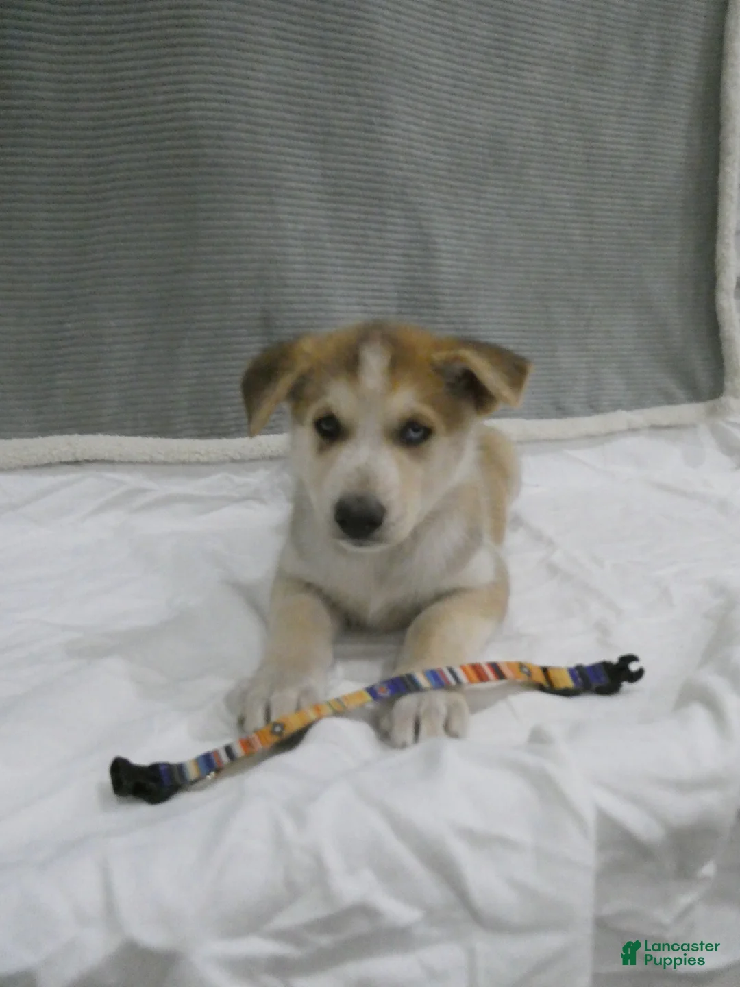 Gerberian Shepsky dogs for sale: Koda - Ad 2