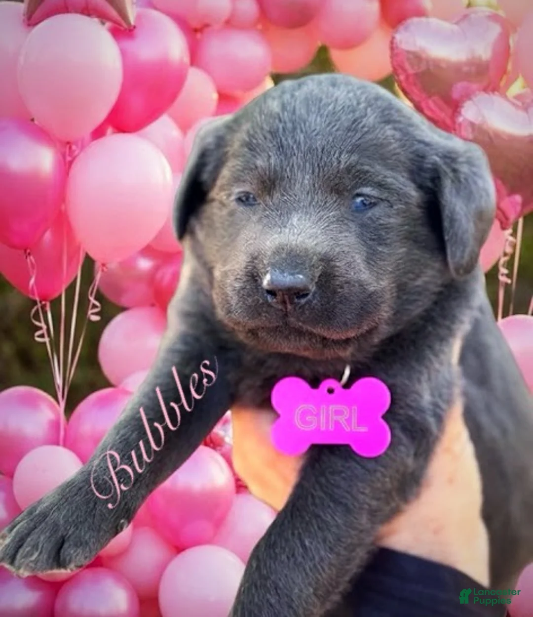 Labrador Retriever dogs for sale: Labrador Retriever Puppy 1 - Ad 1