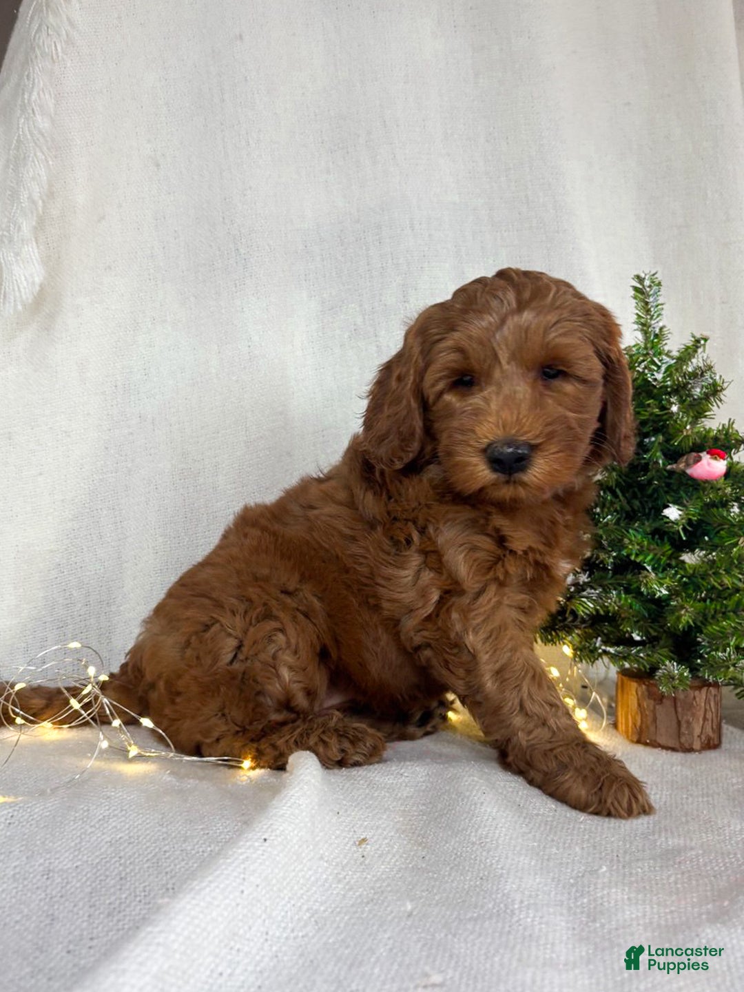 Goldendoodle dogs for sale: Ginger - Ad 5