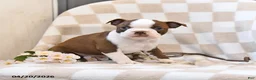 Boston Terrier dogs for sale: Jill - Ad 2