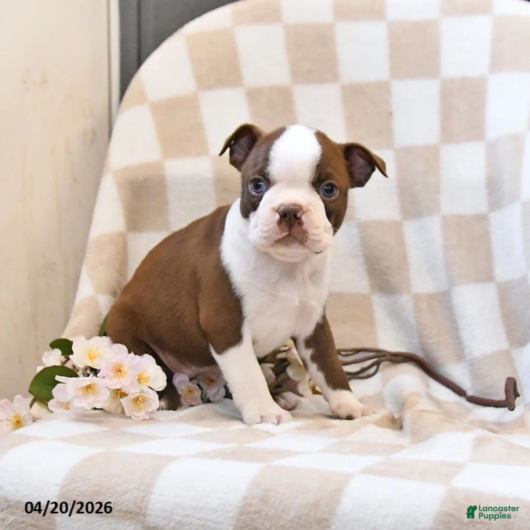 Boston Terrier dogs for sale: Jill - Ad 2