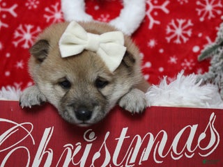 Shiba Inu dogs Gin - Ad 5