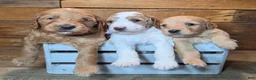 Mini Goldendoodle dogs for sale: Mini Goldendoodle 3 "Maple" pending  - Ad 26