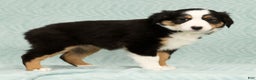 Australian Shepherd dogs for sale: Oakley - Ad 5