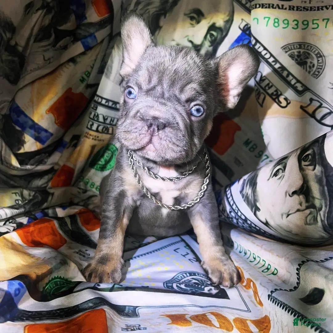 French Bulldog dogs French Bulldog 1 - Ad 41