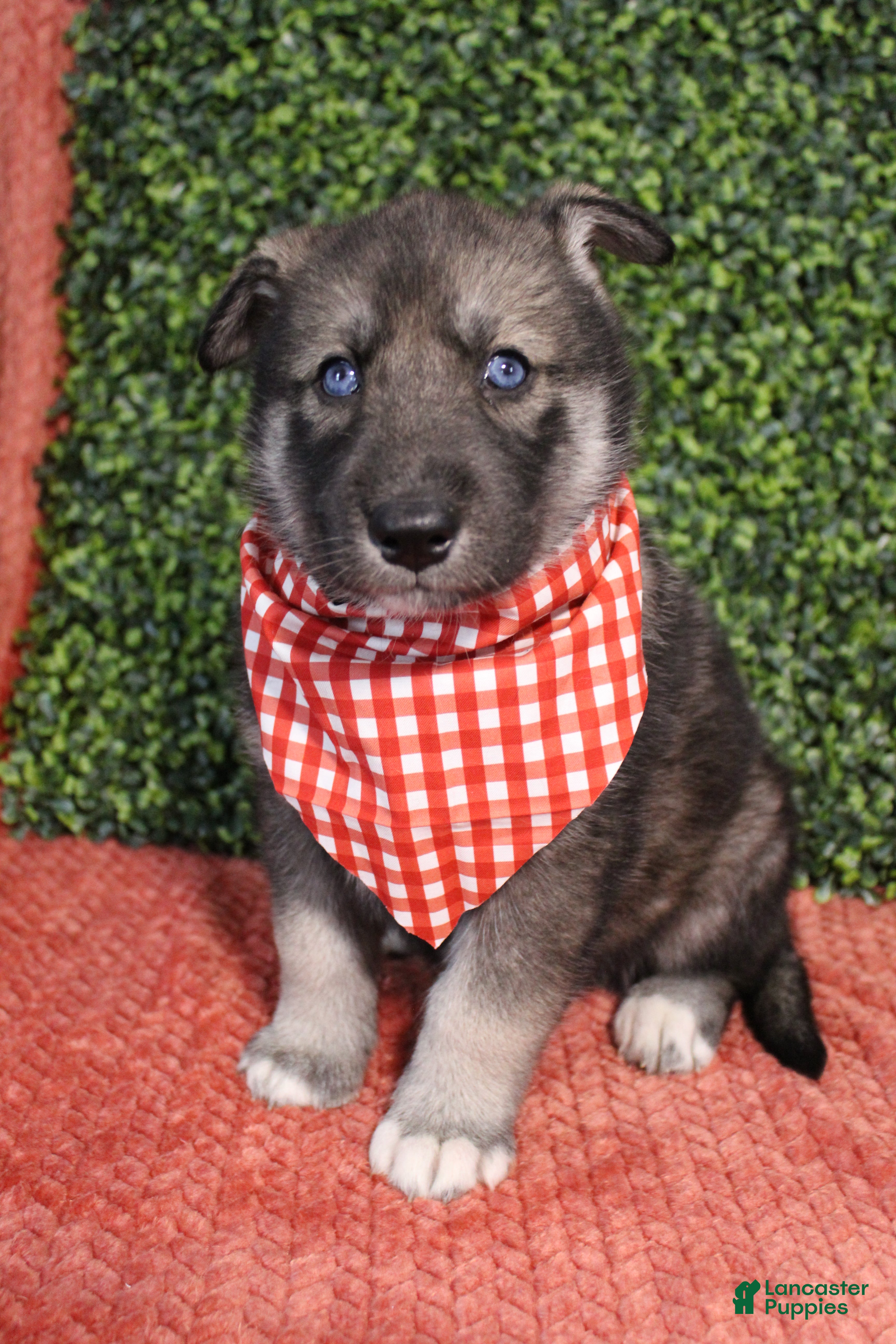 Gerberian Shepsky dogs 6 Red - Ad 13