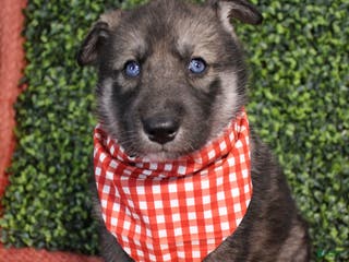 Gerberian Shepsky dogs 6 Red - Ad 8