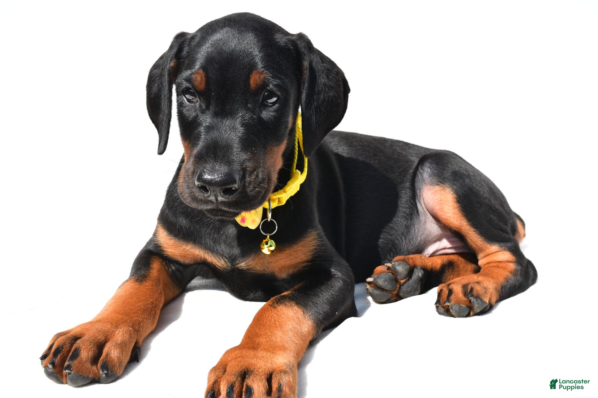 Doberman Pinscher dogs Bubba - Ad 2