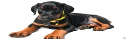 Doberman Pinscher dogs for sale: Bubba - Ad 2