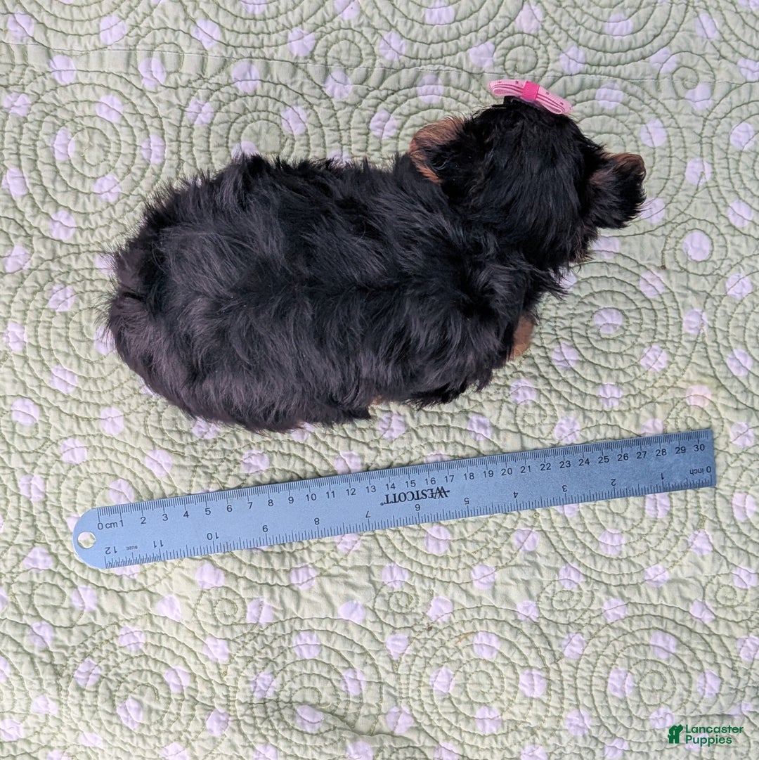 Yorkshire Terrier dogs for sale: Sugar Cookie - Ad 10