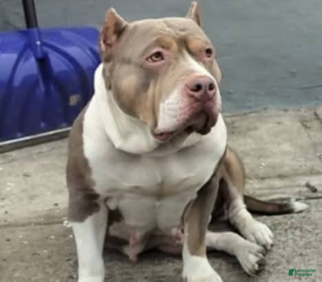 American Bully dogs for sale: Bubbles - Ad 8