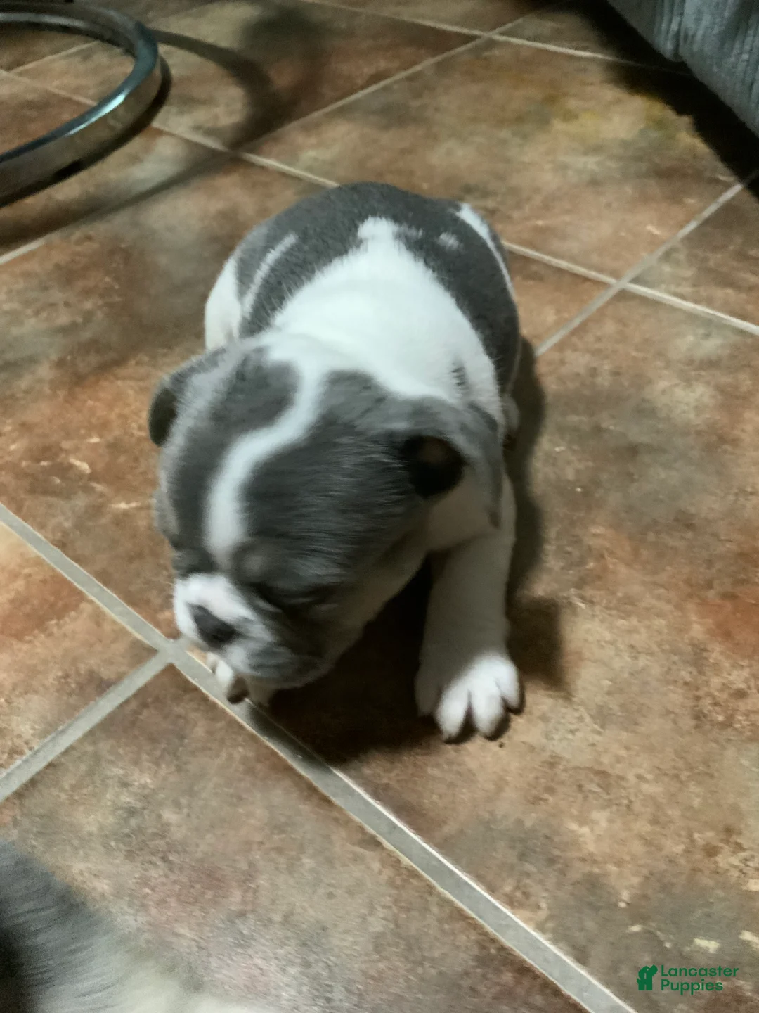 French Bulldog dogs for sale: French Bulldog Puppy 4 - Ad 2
