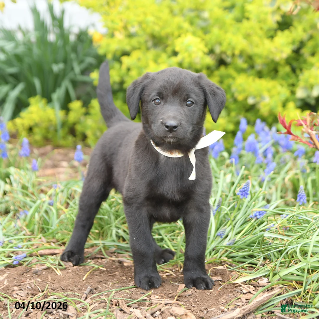 Mixed Breed dogs for sale: Cascade - Ad 1