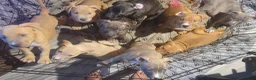 American Pit Bull Terrier dogs for sale: Ms. Blue - Ad 8