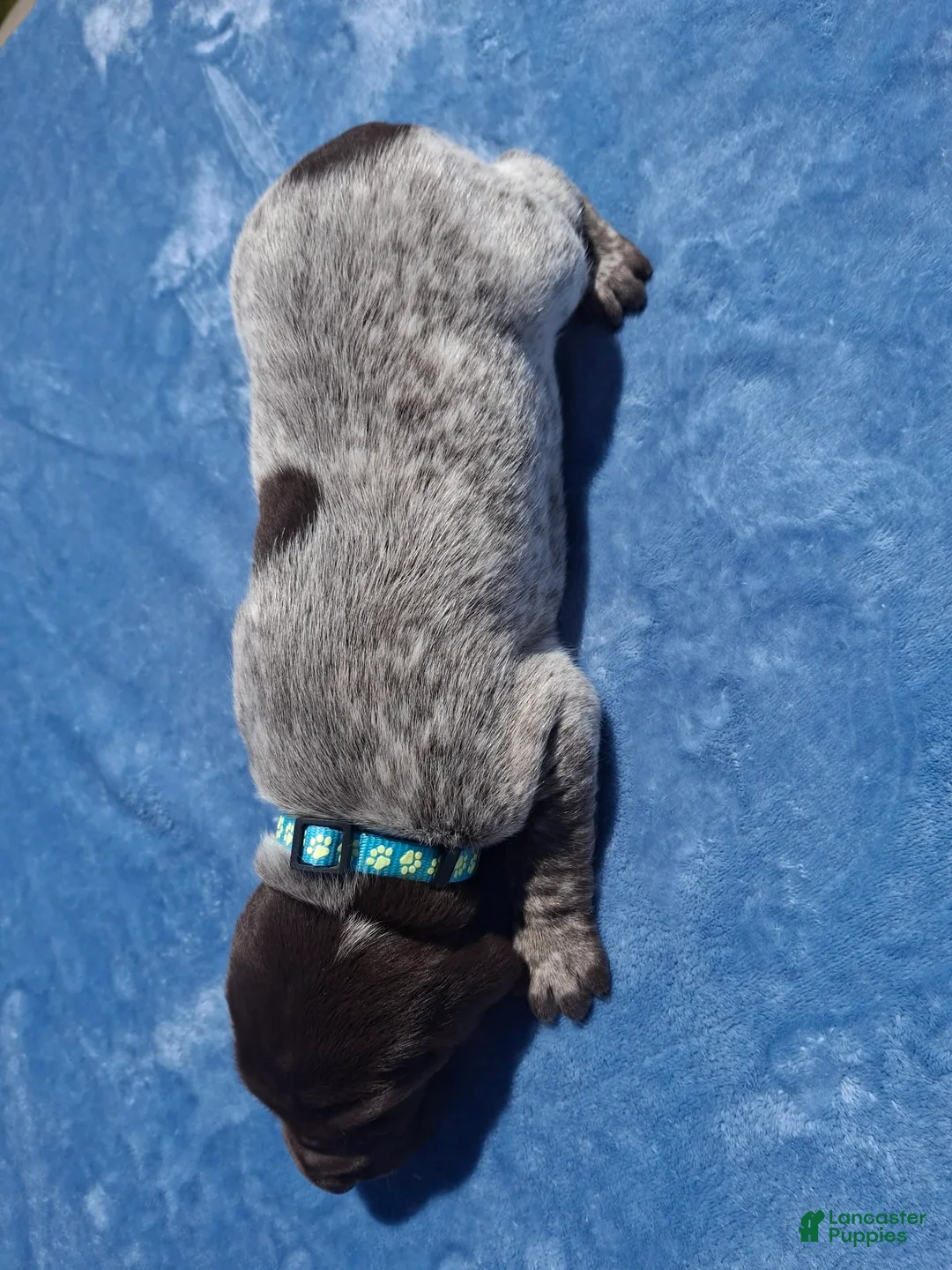 German Shorthaired Pointer dogs for sale: German Shorthaired Pointer Willow - Ad 33