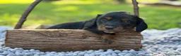 Miniature Dachshund dogs for sale: Black girl - Ad 6