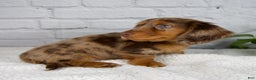Miniature Dachshund dogs for sale: Mia - Ad 9