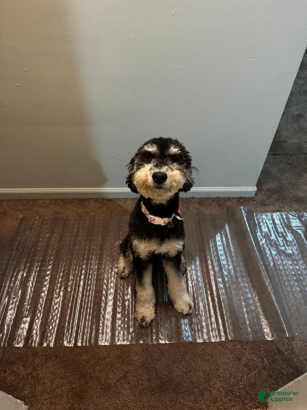 Mini Bernedoodle dogs for sale: Mini Bernedoodle Puppy 4 - Ad 2