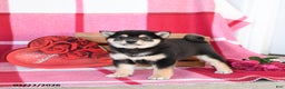 Shiba Inu dogs for sale: Britta  - Ad 4