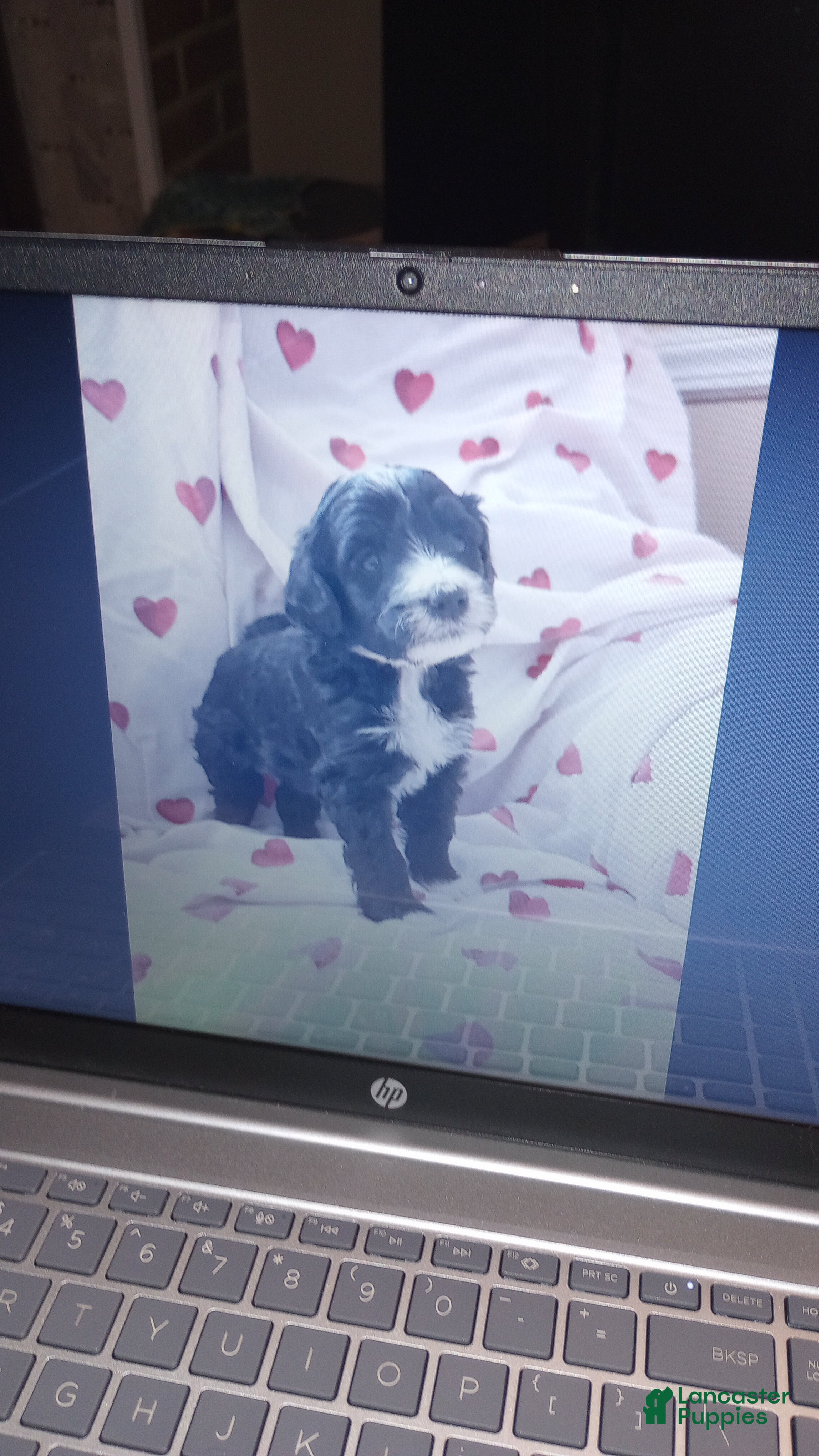 Bernedoodle dogs Adele - Ad 1