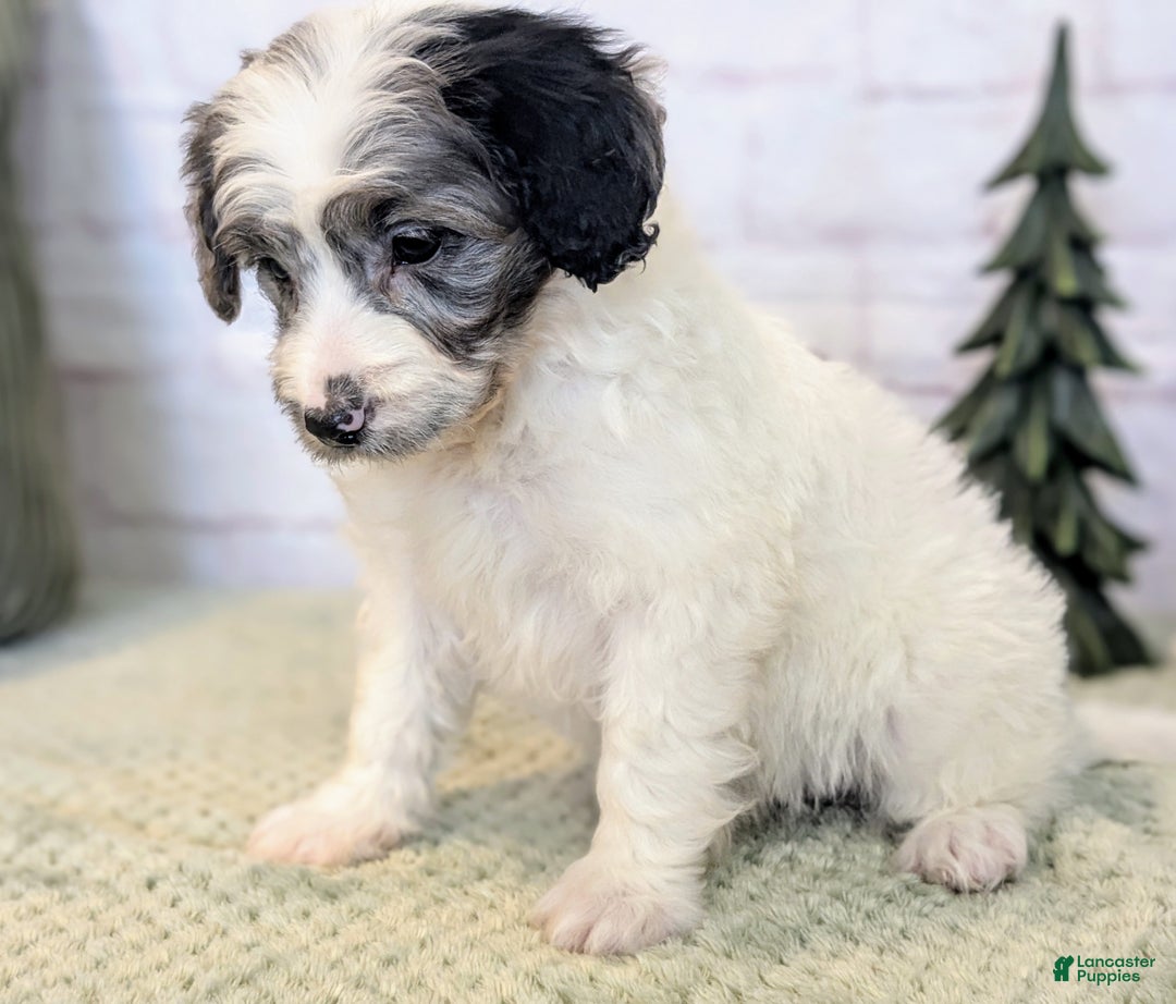 Mixed Breed dogs for sale: Elvis  - Ad 4