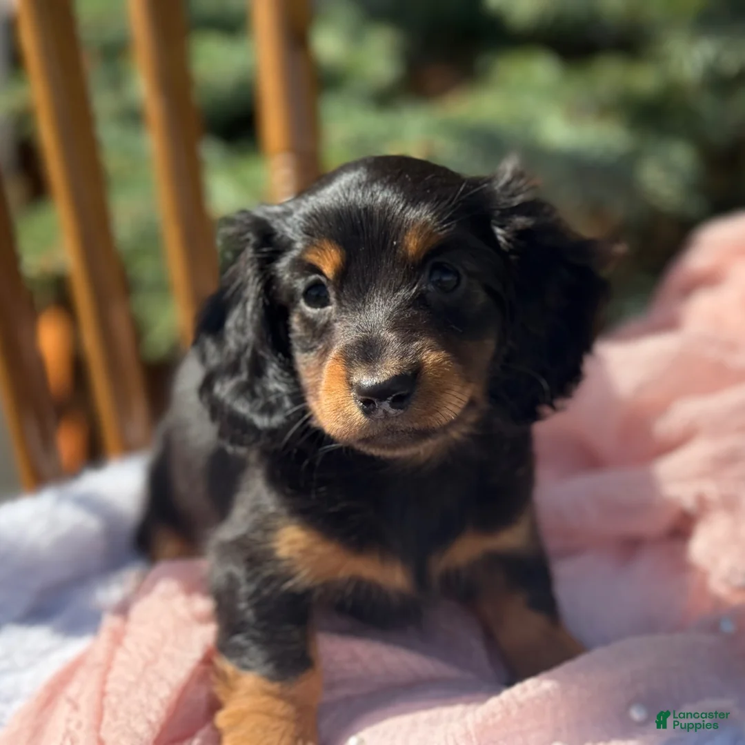 Miniature Dachshund dogs for sale: Bella - Ad 12