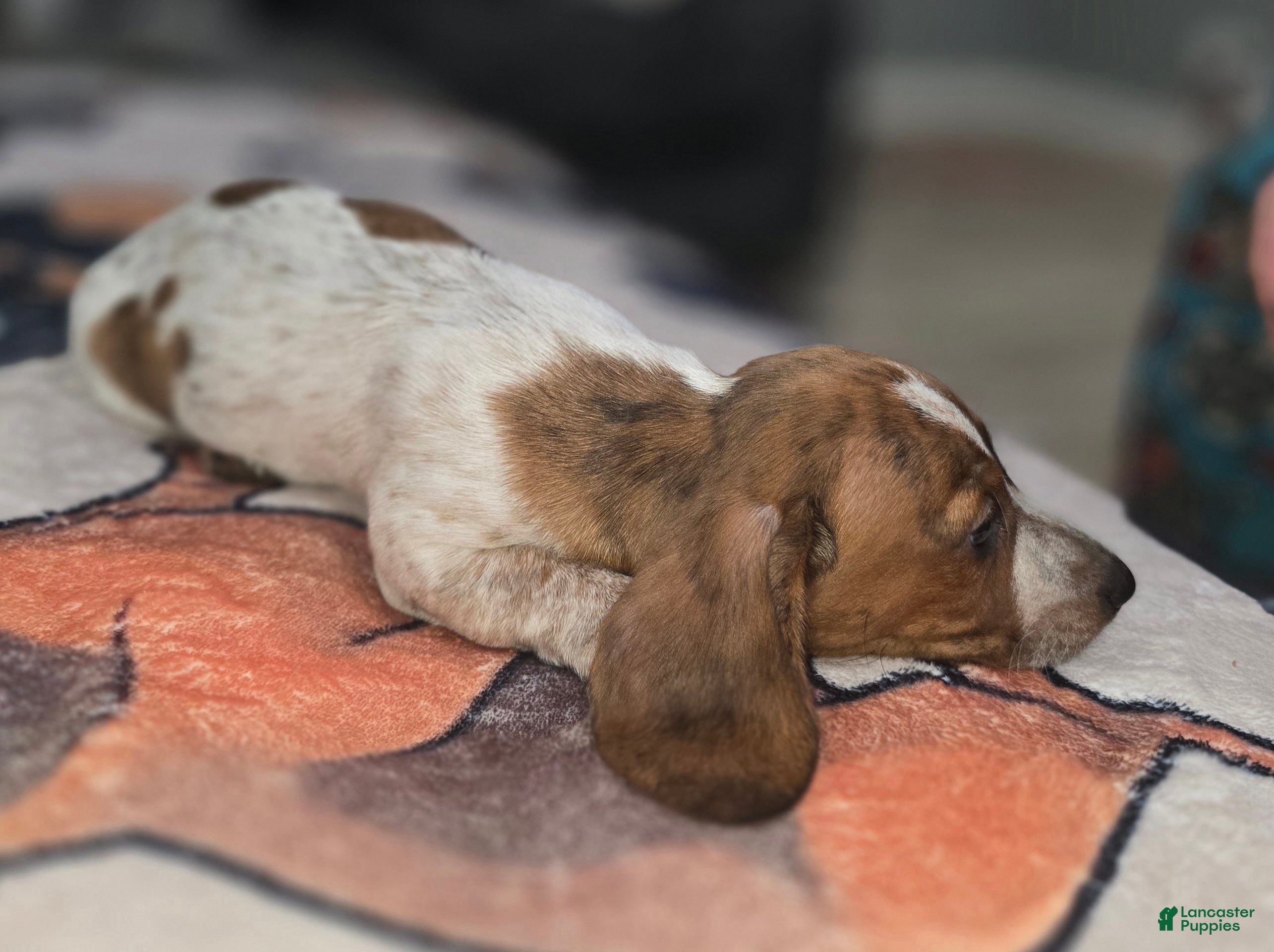 Dachshund dogs Rowdy - mini - Ad 2