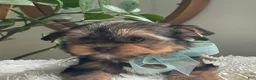 Yorkshire Terrier dogs for sale: Tucker - Ad 27