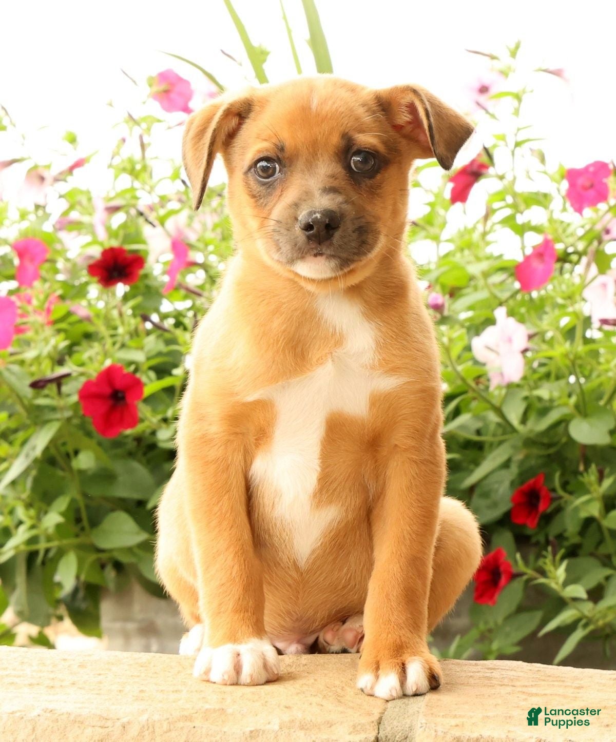 Miniature Australian Shepherd dogs Benji - Ad 1