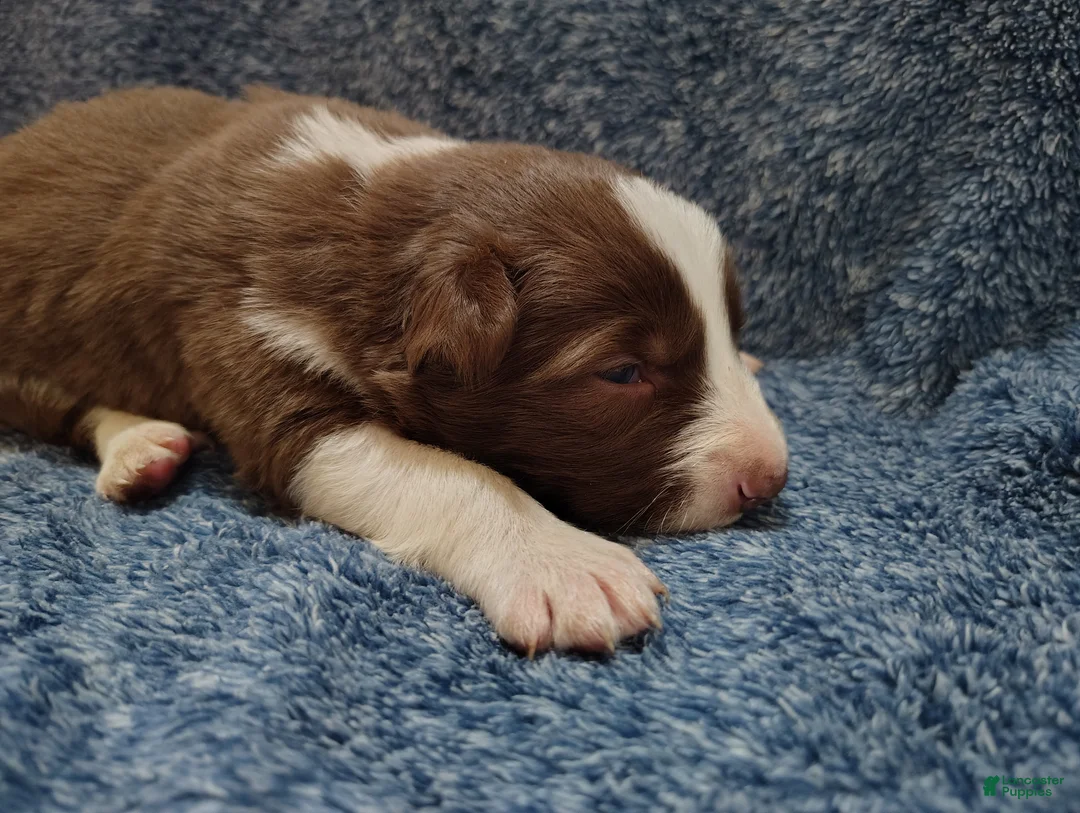 Border Collie dogs for sale: Cash - Ad 1