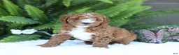 Mini Goldendoodle dogs for sale: Darcy - Ad 4