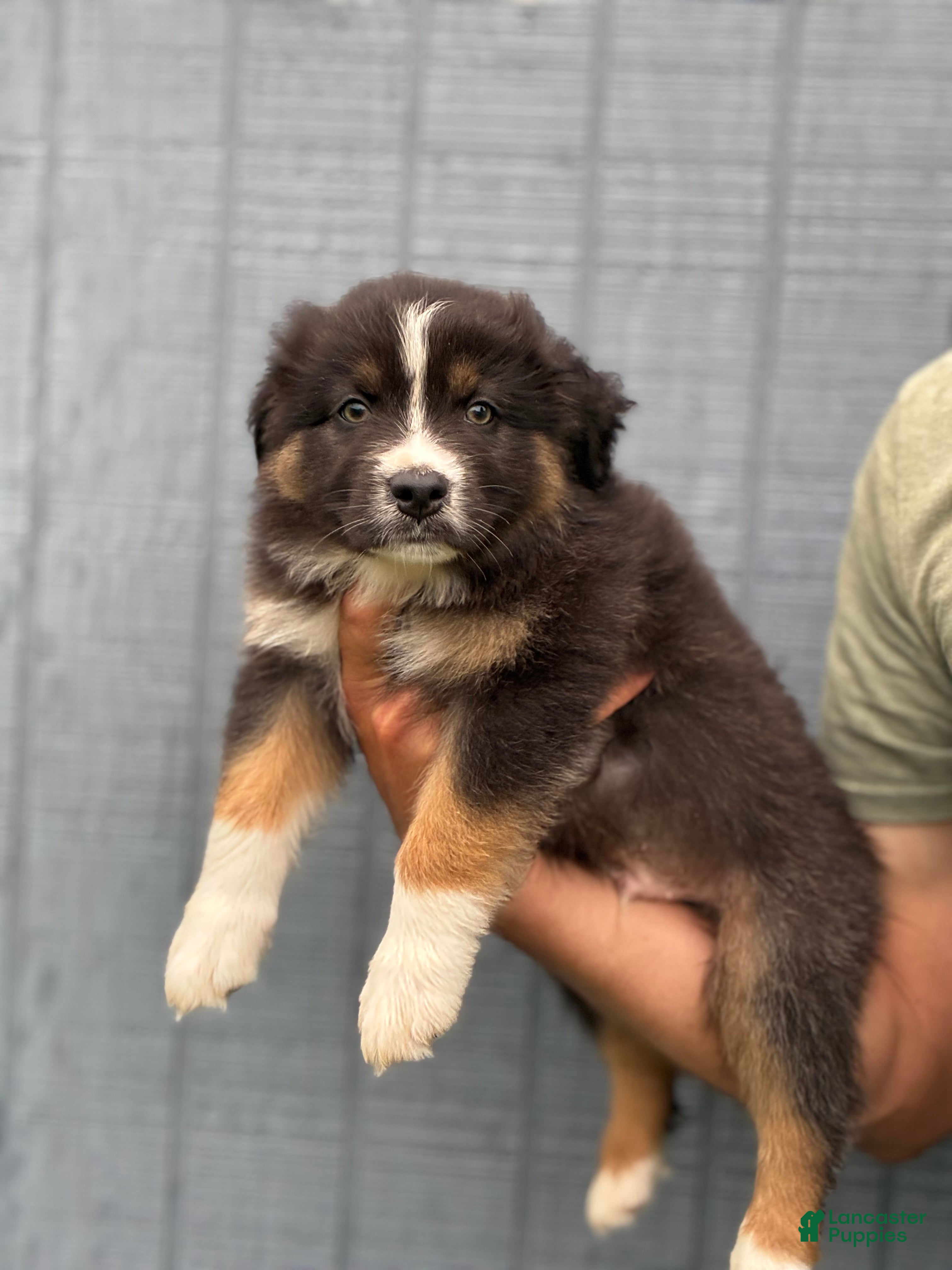 Australian Shepherd dogs Bronco - Ad 17