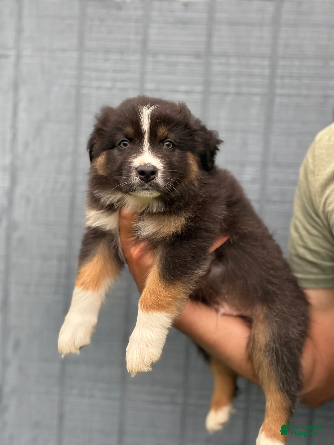 Australian Shepherd dogs for sale: Bronco - Ad 1