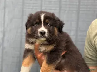 Australian Shepherd dogs Bronco - Ad 17