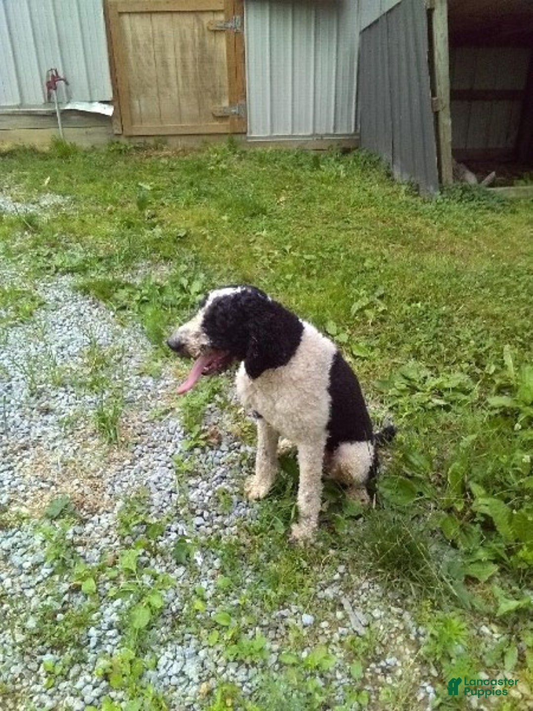 Labradoodle dogs for sale: Snickers - Ad 7