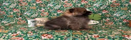Pomeranian dogs for sale: Hank - Ad 7