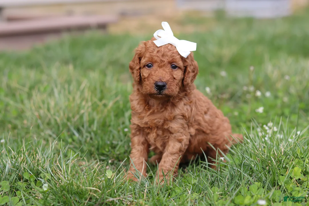 Mini Goldendoodle dogs for sale: Tasha - Ad 2