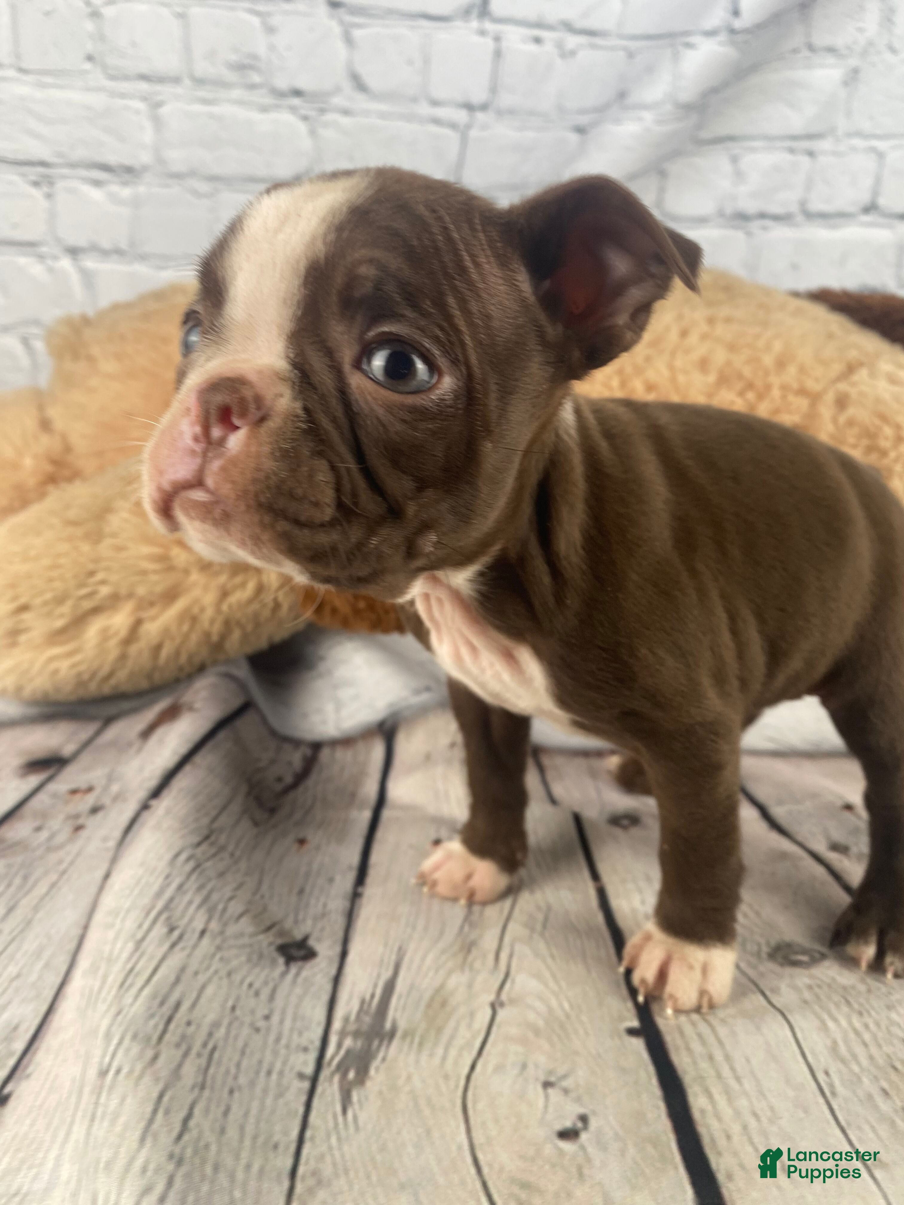 Boston Terrier dogs Lily - Ad 1