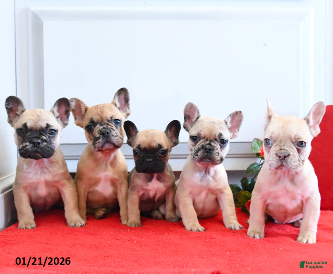 French Bulldog dogs for sale: Bruiser - Ad 4