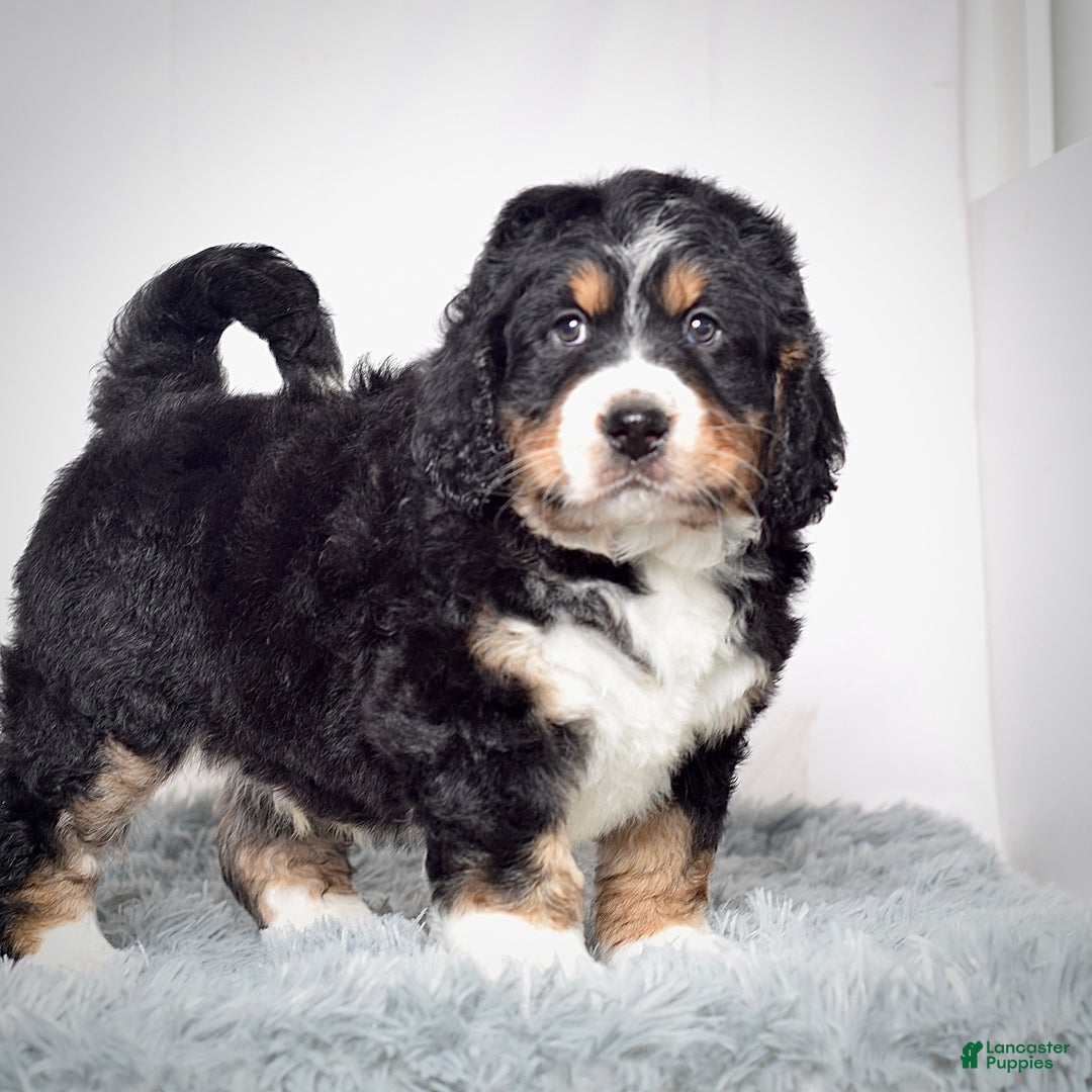Bernedoodle dogs for sale: Mr. Shane - Ad 4
