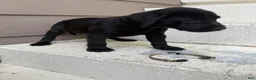 Labrador Retriever dogs for sale: Ruger (Blue) - Ad 10