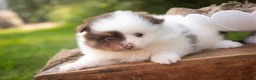 Pomeranian dogs for sale: Kibbles Pomeranian  - Ad 6