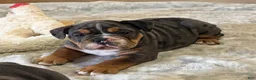 English Bulldog dogs for sale: Loverboy - Ad 7