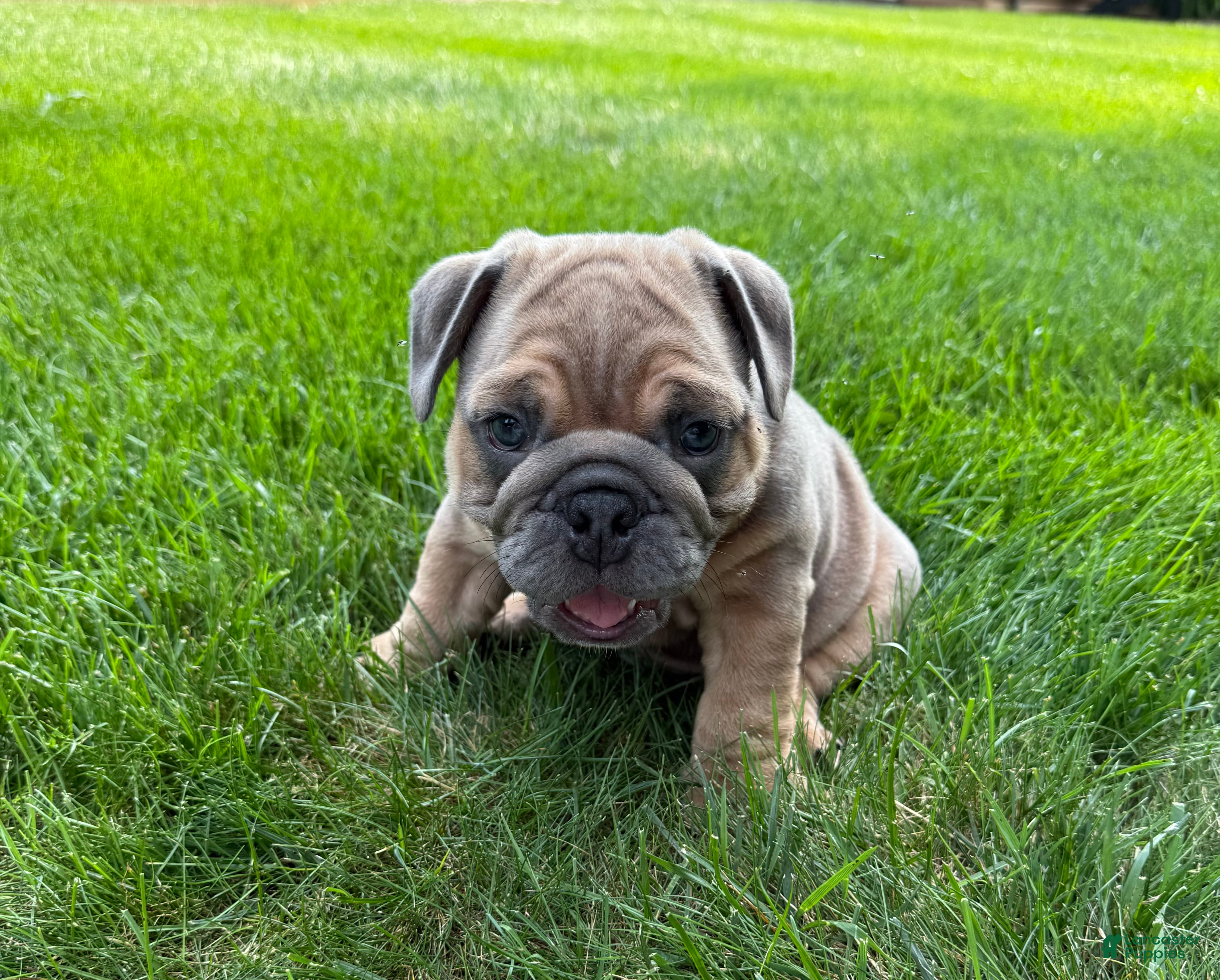 English Bulldog dogs Milo  - Ad 2