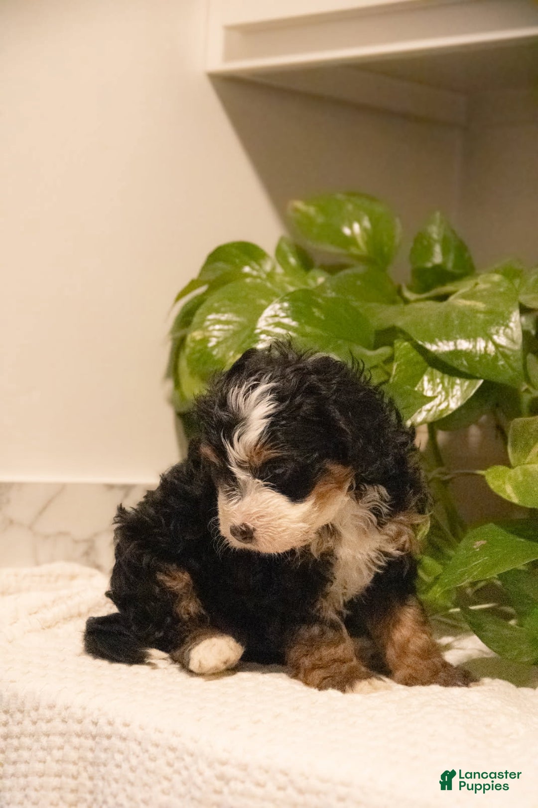 Mini Bernedoodle dogs for sale: Tucker - Ad 3